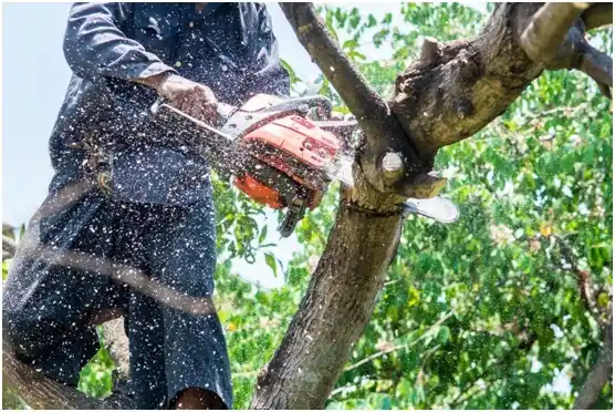 tree services Douglas
